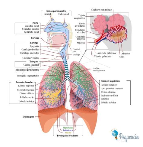 21.1B: Anatomía Funcional del Sistema Respiratorio.